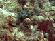 Porcupine vissen zwemmen rustig tussen het koraal