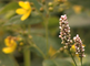 Roze bloemhoofdjes van knopige duizendknoop