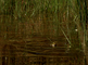 Groene kikkers zwemmen achter elkaar aan