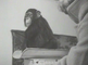 Chimpansee Charley bij zuigelingenzorg